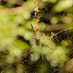 franz trefzger