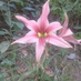 mateus henrique theusx